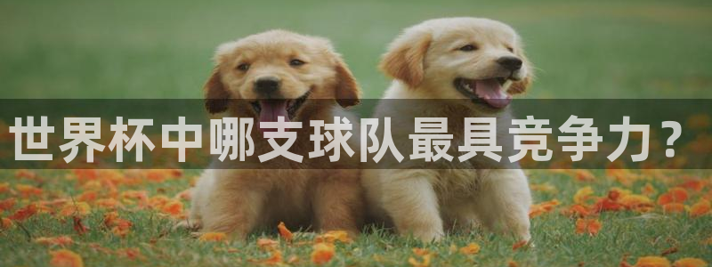 世界杯预选赛赛程表：世界杯中哪支球队最具竞争力？